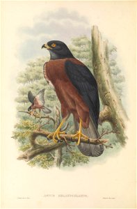 Astur melanochlamys = Accipiter melanochlamys - The birds of New Guinea and the adjacent Papuan islands : including many new species recently discovered in Australia. v.1 (Plate I).