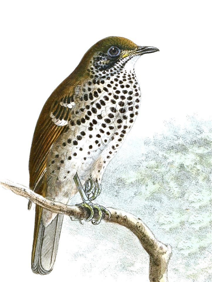 Geokichla spiloptera