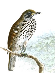 Geokichla spiloptera