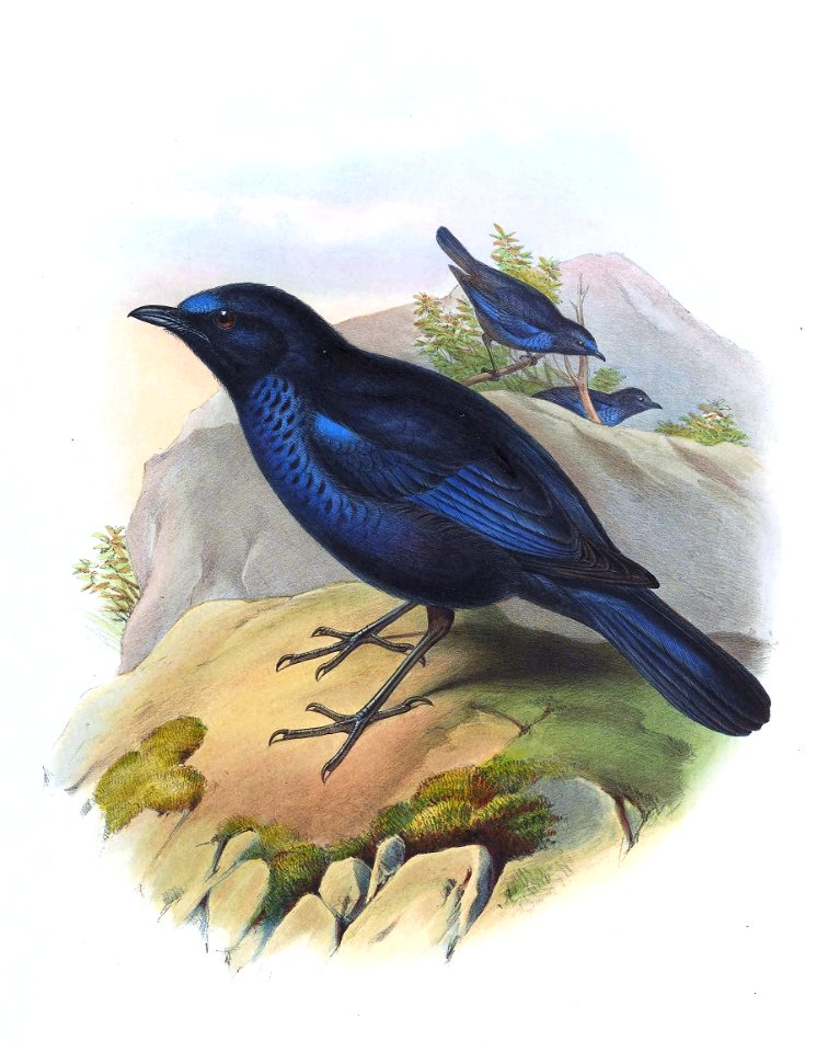 Myiophonus insularis = Myophonus insularis