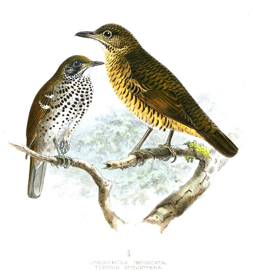 Geokichla spiloptera (left), Zoothera imbricata (right)