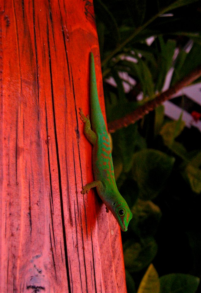 Phelsuma astriata (Seychelles small day gecko) on Praslin, Seychelles