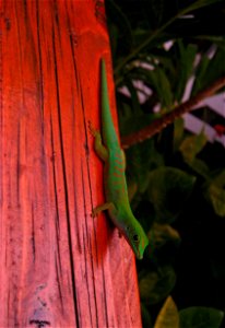 Phelsuma astriata (Seychelles small day gecko) on Praslin, Seychelles