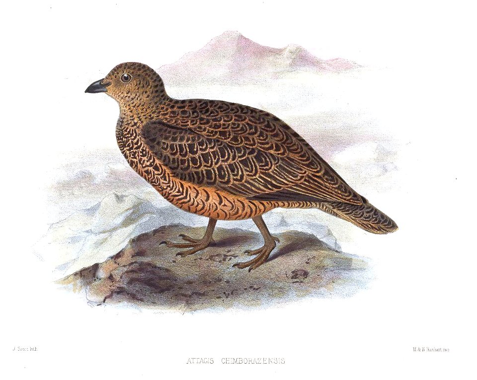 Attagis chimborazensis = Attagis gayi