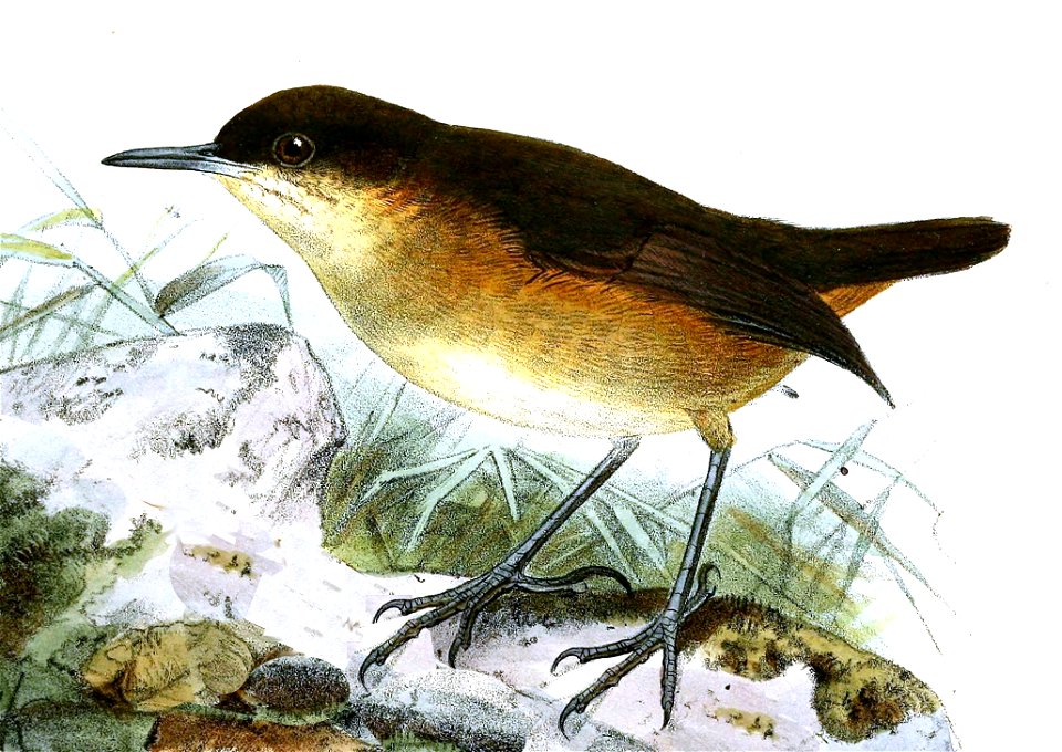 Amaurocichla bocagii (now Motacilla bocagei)