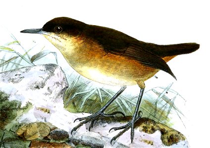 Amaurocichla bocagii (now Motacilla bocagei)