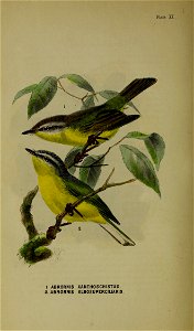 Plate II. 
1. ABRORNIS XANTHOSCHISTUS. 

2. ABRORNIS ALBOSUPERCILIARIS.