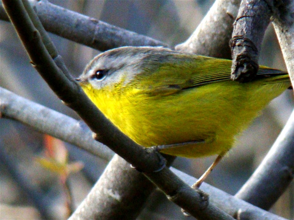 The Grey-hooded Warbler (Phylloscopus xanthoschistos) is a species of leaf warbler (family Phylloscopidae). It was formerly included in the "Old World warbler" assemblage.
It is found in Bangladesh, B