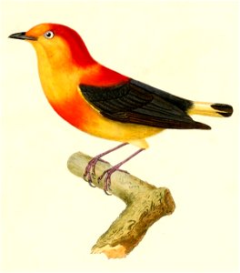 English:  « Pipra fasciata » = Pipra fasciicauda fasciicauda (Subspecies of Band-tailed Manakin)Français :  « Pipra fasciata » = Pipra fasciicauda fasciica