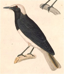 English:  « Saxicola monacha » = Oenanthe monacha (Hooded Wheatear) - maleFrançais :  « Saxicola monacha » = Oenanthe monacha (Traquet à capuchon) - mâle