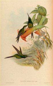 Eugenia imperatrix = Heliodoxa imperatrix [1]