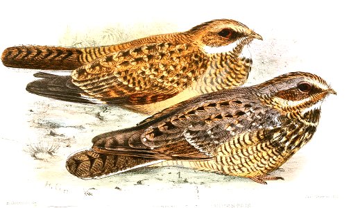 Caprimulgus accrae = Caprimulgus natalensis accrae