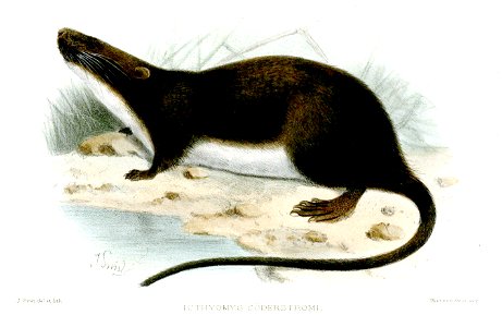 Ichthyomys hydrobates soderstromi