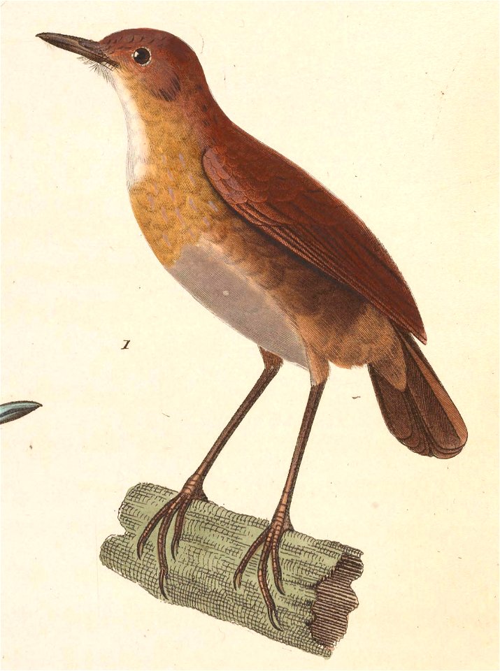 English:  « Myiothera leucophris » = Brachypteryx leucophris (Lesser Shortwing)Français :  « Myiothera leucophris » = Brachypteryx leucophris (Petite Brach