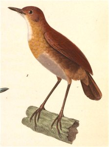 English:  « Myiothera leucophris » = Brachypteryx leucophris (Lesser Shortwing)Français :  « Myiothera leucophris » = Brachypteryx leucophris (Petite Brach