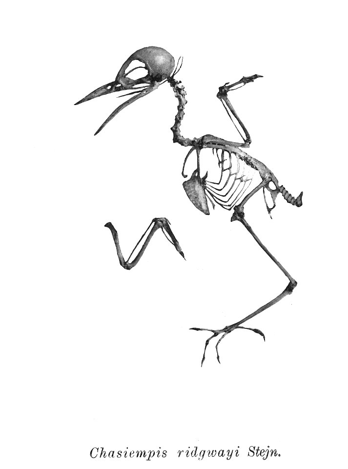 Bird skeletons. Chasiempis ridgwayi=Chasiempis sandwichensis ridgwayi
