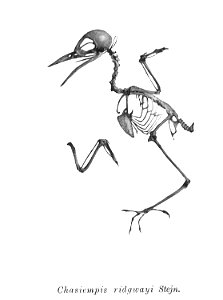 Bird skeletons. Chasiempis ridgwayi=Chasiempis sandwichensis ridgwayi photo