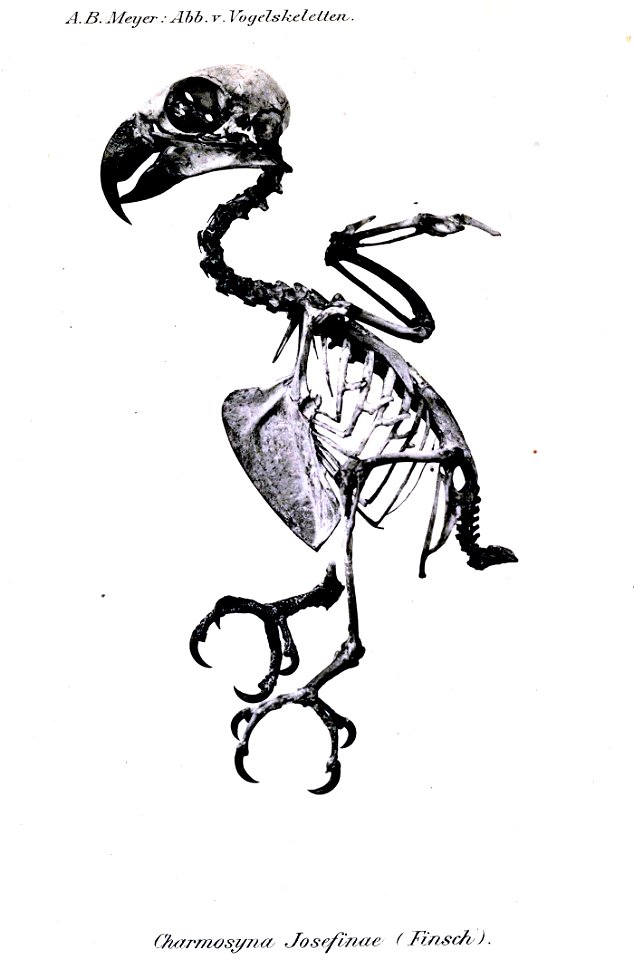 Charmosyna josefinae