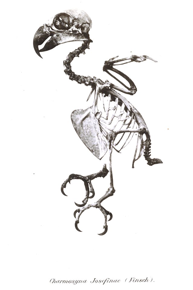 Charmosyna josephinae