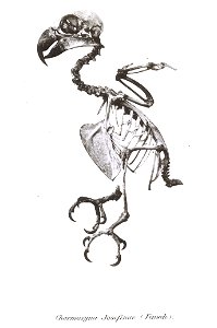 Charmosyna josephinae
