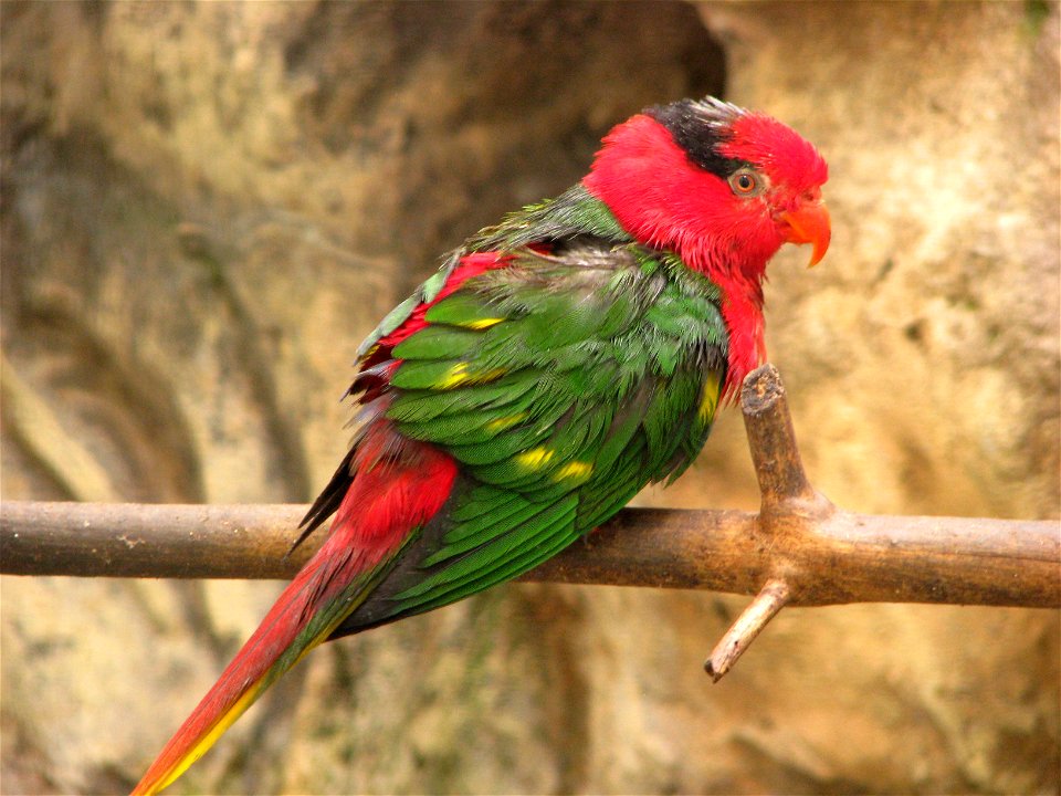 Josephine's Lorikeet (Charmosyna josefinae) at Loro Parque (Espane, Tenerife)