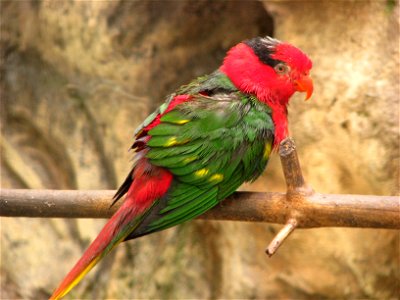 Josephine's Lorikeet (Charmosyna josefinae) at Loro Parque (Espane, Tenerife)