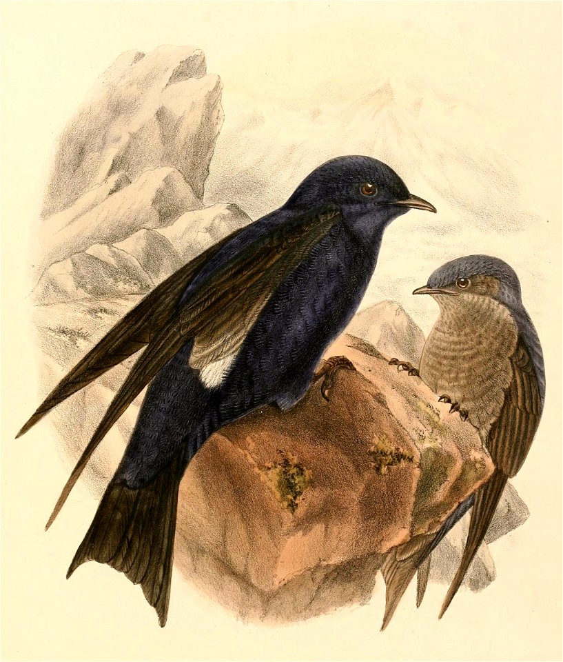 « Progne furcata » = Progne elegans (Southern Martin)