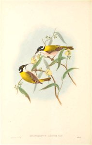 Melithreptus laetior in The birds of New Guinea and the adjacent Papuan islands, including many new species recently discovered in Australia. v.3 (Plate 40).