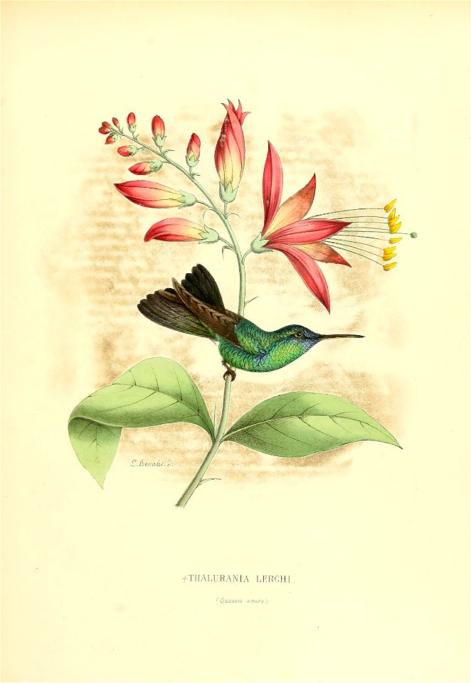 Thalurania lerchi = Thalurania furcata[1]