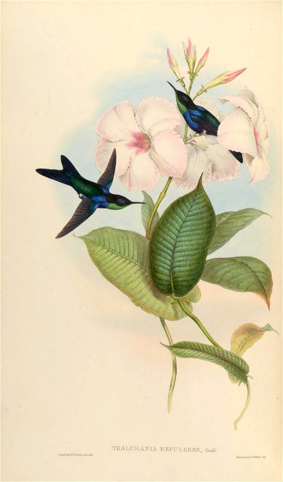 Thalurania refulgens = Thalurania furcata ferulgens [1]