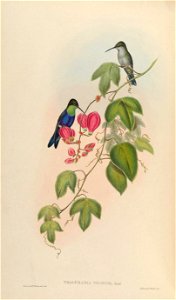 Thalurania tschudii = Thalurania furcata nigrofasciata [1]