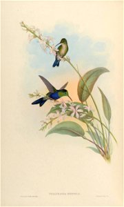 Thalurania eryphile = Thalurania furcata eriphile [1]