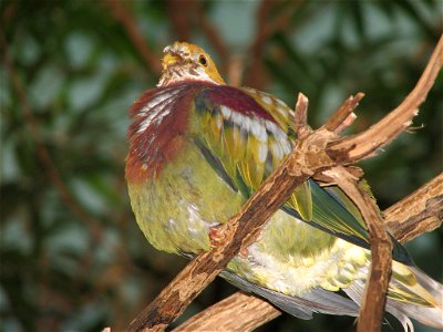 Ornate Fruit-dove