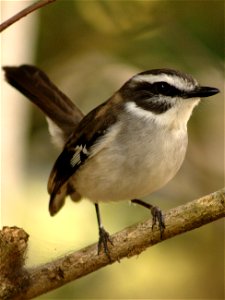 A single White-browed Robin (Poecilodryas superciliosa) perched on a branch.