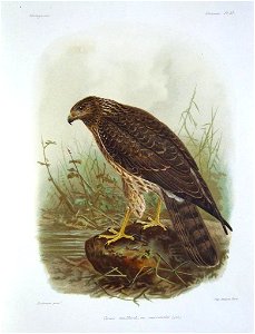 Juvenile Madagascar Marsh Harrier (C. macrosceles), lithograph by John Gerrard Keulemans