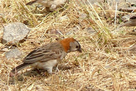 Speckle-fronted Weaver (Sporopipes frontalis) (Daudin, 1800)