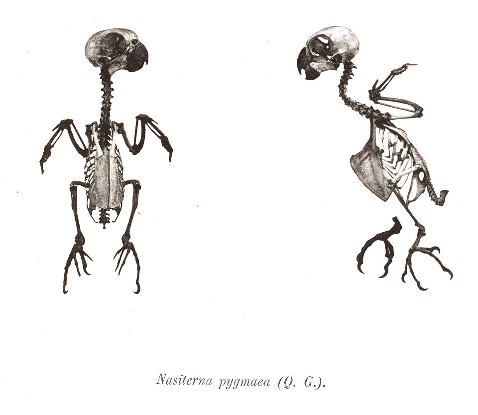 Nasiterna pygmaea