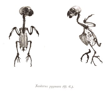 Nasiterna pygmaea