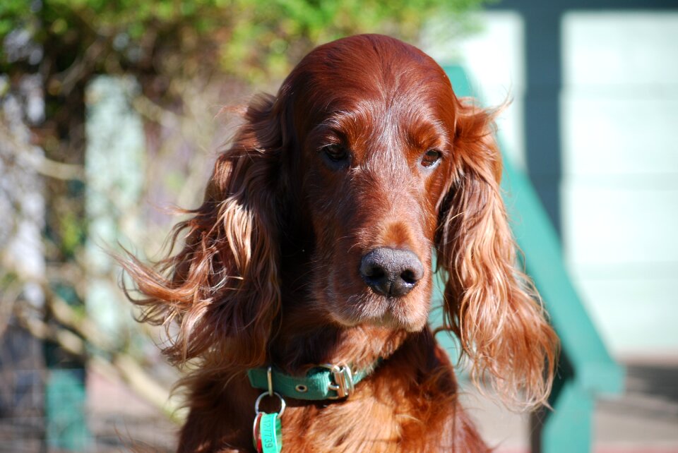 Pet animal purebred