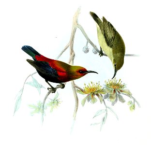 Cinnyris cupreus