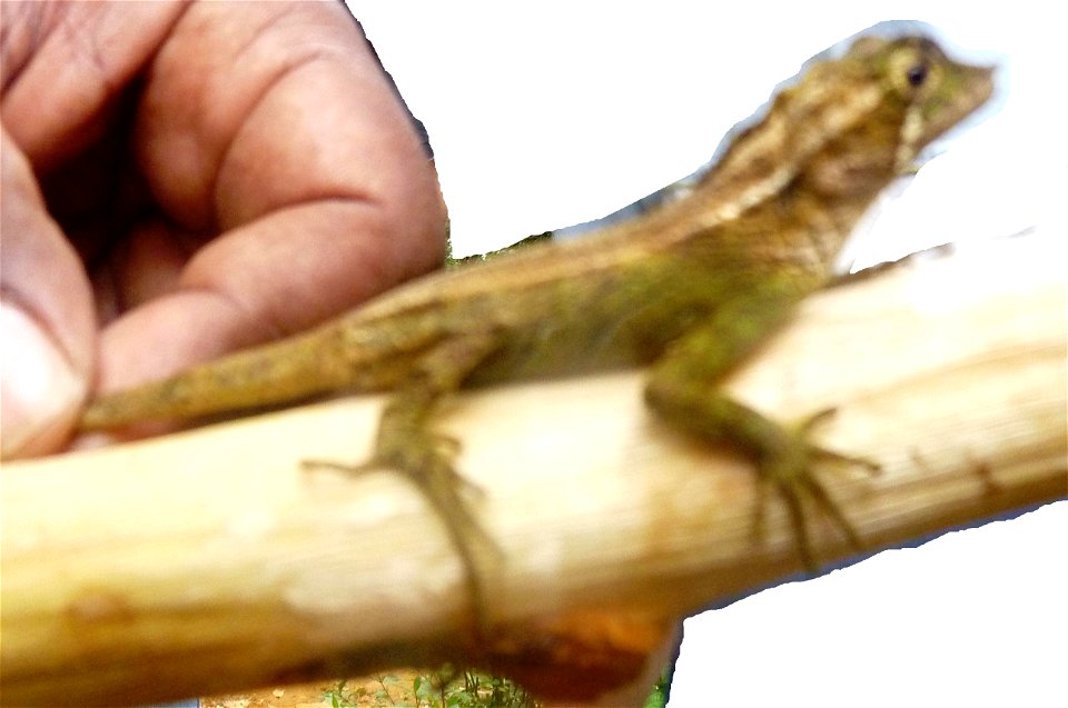 A leaf-nosed lizard (horned lizard), an endemic species to Sri Lanka. Found and pictured in Horton Plains national park, was later released back into the wild.