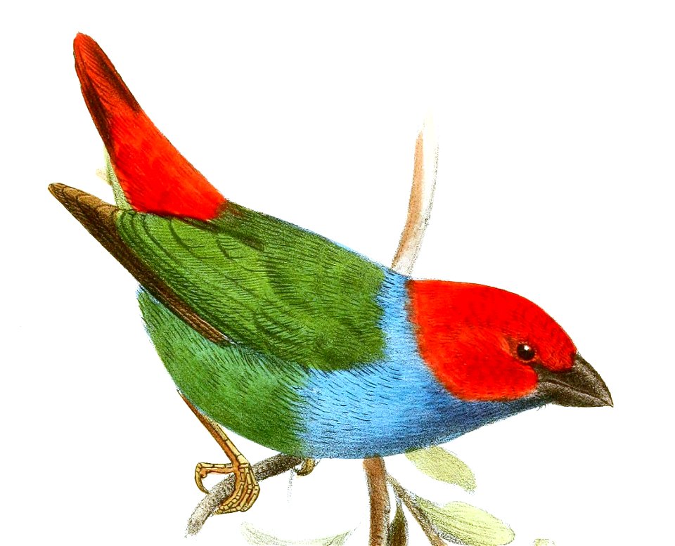 English:  « Erythrospiza serena » = Erythrura regia serena (Subspecies of Royal Parrotfinch)Français :  « Erythrospiza serena » = Erythrura regia serena (S
