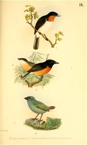 Hartlaub and Finsch Beitrag zur Fauna Centralpolynesiens. Ornithologie der Viti, Samoa und Tongainseln 
Plate 9
Tafel IX. 

Fig. 1. Myiagra albiventris. Peale. (Bremer Mus.) Valid name Myiagra albiven