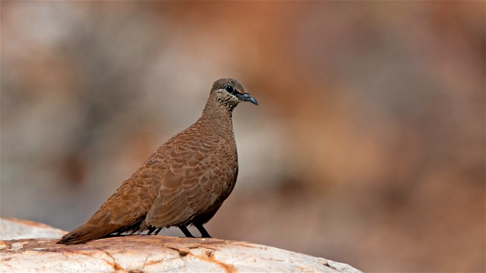 White-quilled Rock Pigeon at Wyndham, Western Australia