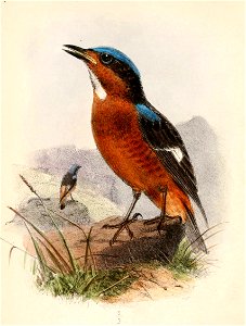 English:  « Oroecetes gularis » = Monticola gularis (White-throated Rock Thrush)Français :  « Oroecetes gularis » = Monticola gularis (Monticole à gorge bl