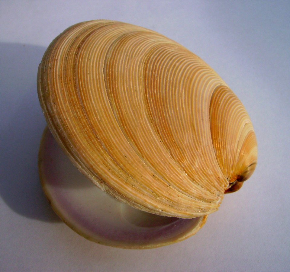 Dosinia anus (ringed dosinia) Takapuna, Auckland, New Zealand.




Public domainPublic domainfalsefalse





This work has been released into the  by its author, Graham Bould. This applies worldwide.I