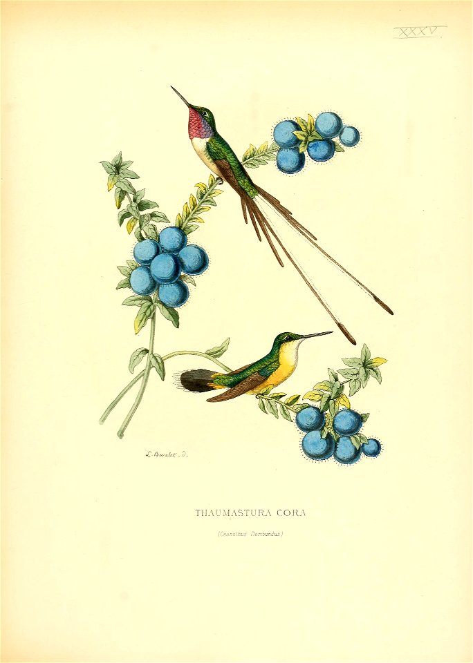 Thaumastura cora
