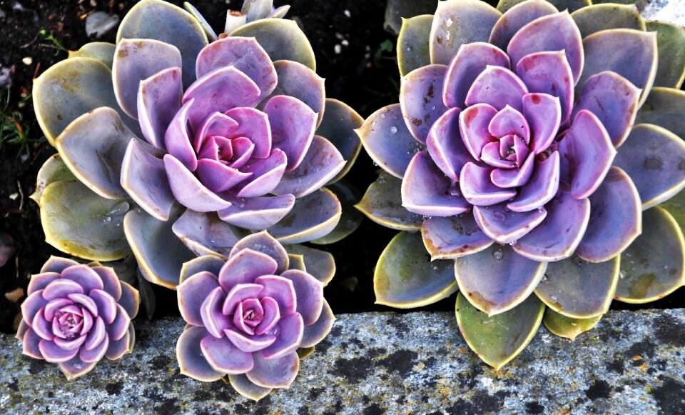 Nature gorgeous rock
