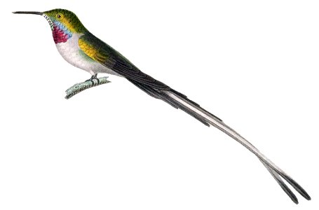 Thaumastura cora = Syn: Orthorynchus Cora