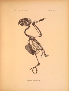 Ä. B. Meyer: Abb. v. Vogelskeletten. 
Tafel LXVIL 

Prionitnrus platurus (Kühl).